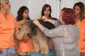 Prácticas Curso Peluquería y Estética Canina 31