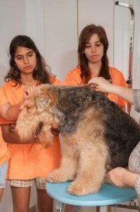 Prácticas Curso Peluquería y Estética Canina 39