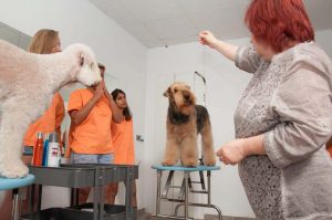 Prácticas Curso Peluquería y Estética Canina 51