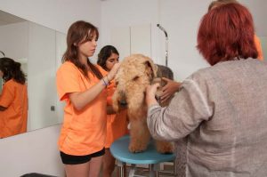 Prácticas Curso Peluquería y Estética Canina 56