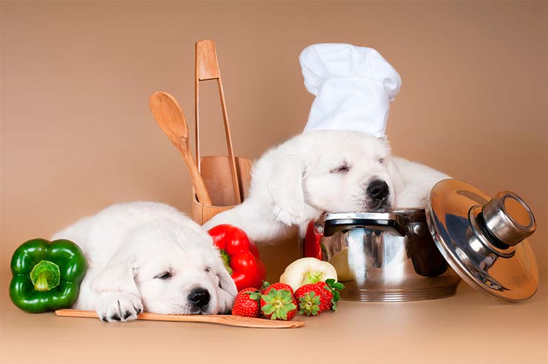 Alimentos permitidos para tu perro - TOP aul@ Salud