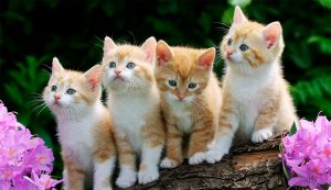 Curiosidades de los gatos - TOP aul@ Salud Veterinaria