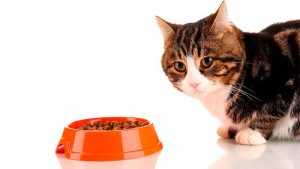6 consejos para prevenir problemas digestivos de mi gato - TOP aul@ Salud