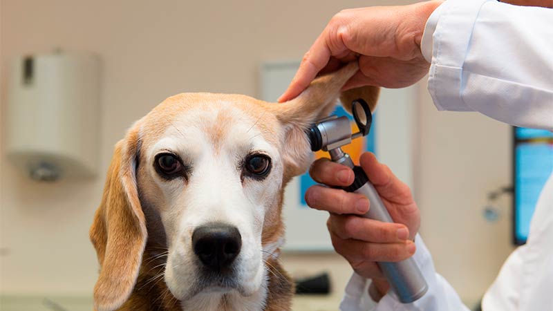 ¿Como detectar y prevenir la otitis de mi mascota? - TOP aul@ Salud