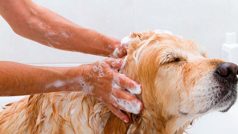 9 consejos para lavar a la mascota - TOP aul@ Salud
