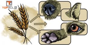 ¿Conoces los peligros de las espigas para tu perro? - www.topaulasalud.com