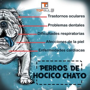 Infografía Problemas de salud que sufren los perros de hocico chato - www.topaulasalud.com