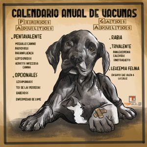 Infografía Calendario anual de vacunas para perros y gatos - www.topaula.com