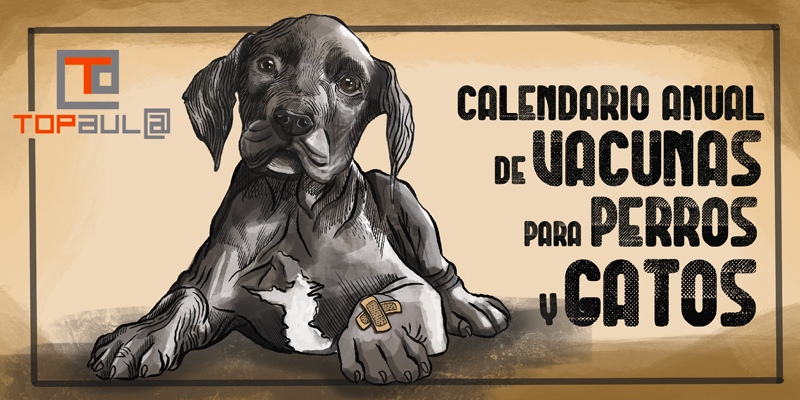 Calendario anual de vacunas para perros y gatos - www.topaula.com