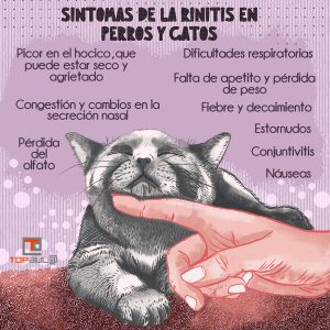 Infografía - Rinitis en perros y gatos: ¿Qué la causa y cómo la tratamos? - www.topaula.com